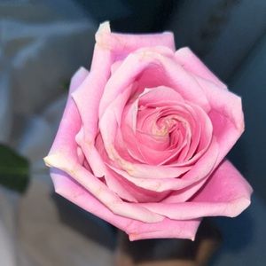 Meet your Posher, Kailee